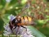 Volucella inanis (male) (1)