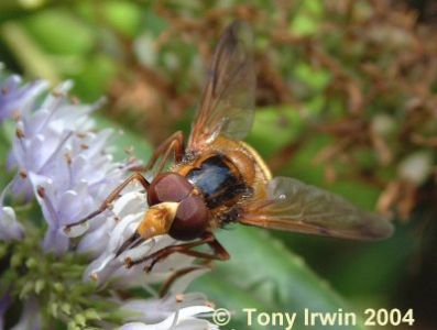 Syrphidae: Volucella inanis (male) (2)
