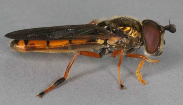 platycheirus_fulviventris.jpg