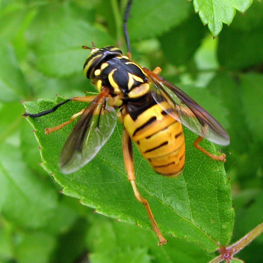 Syrphidae: Spilomyia alcimus (female) (2)