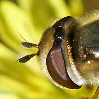 Syrphidae: Scaeva pyrastri (female) (4)