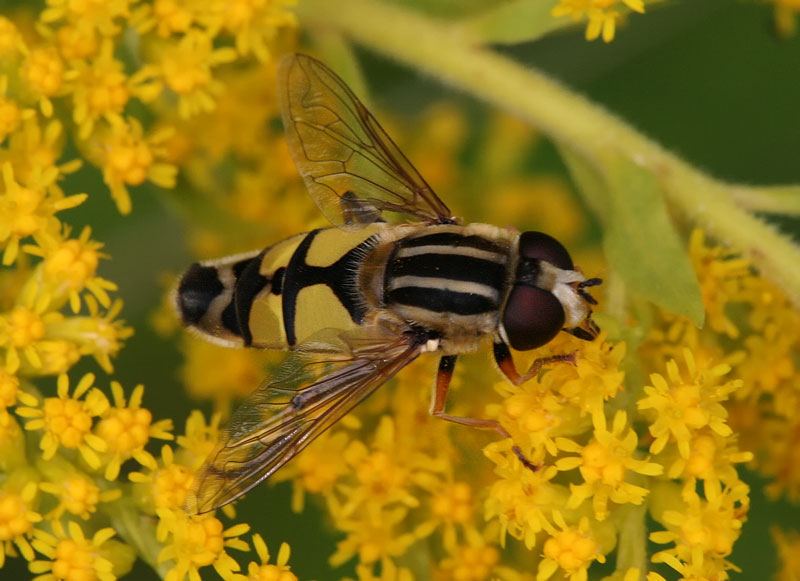 Syrphidae: Helophilus trivittatus (male) (3)