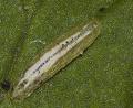 Sphaerophoria scripta (larva) (1)