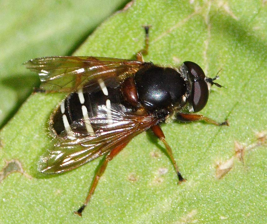 Syrphidae: Sericomyia lappona (male) (2)