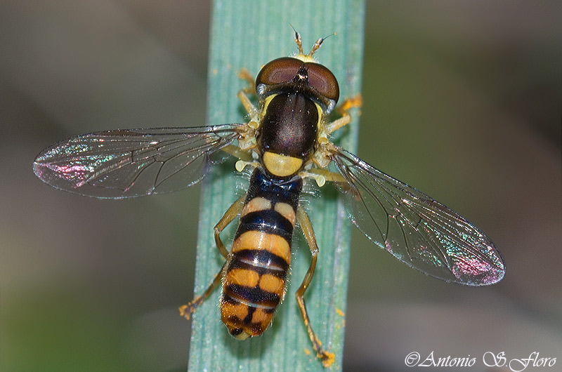 Syrphidae: Sphaerophoria rueppelli (male) (1)