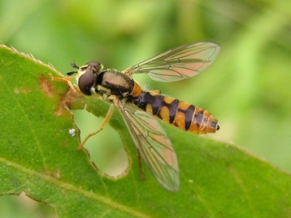 Syrphidae: Sphaerophoria loewi (female) (1)