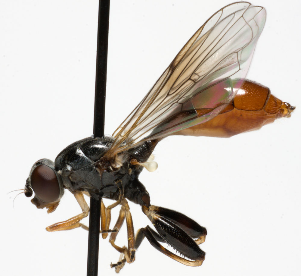 Syrphidae: Sphegina sibirica (female) (3)