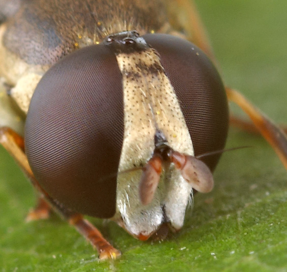 Syrphidae: Syritta pipiens (female) (1)