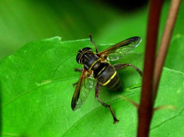 syrphid4.jpg