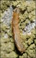 Syrphus ribesii (larva) (1)