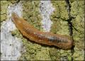 Syrphus ribesii (larva) (2)