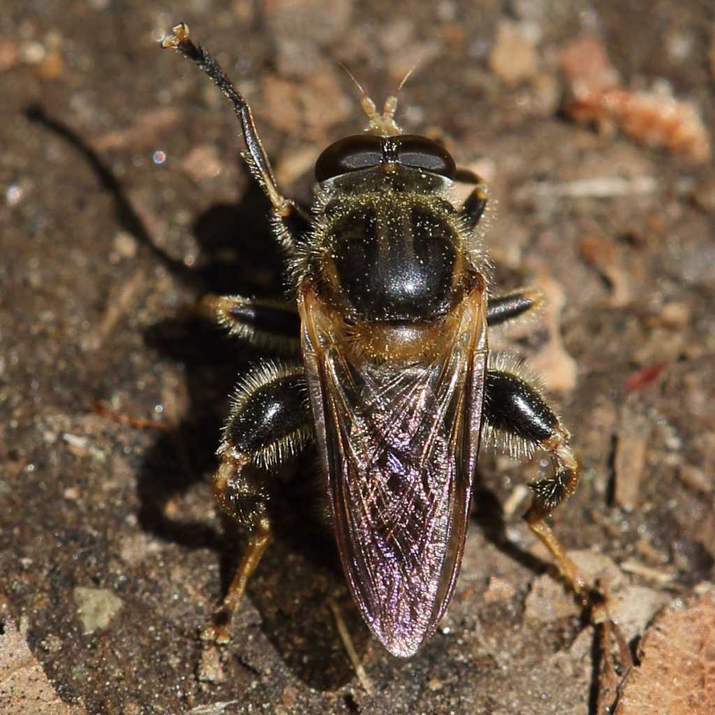 Syrphidae: Teuchocnemis lituratus (male) (1)