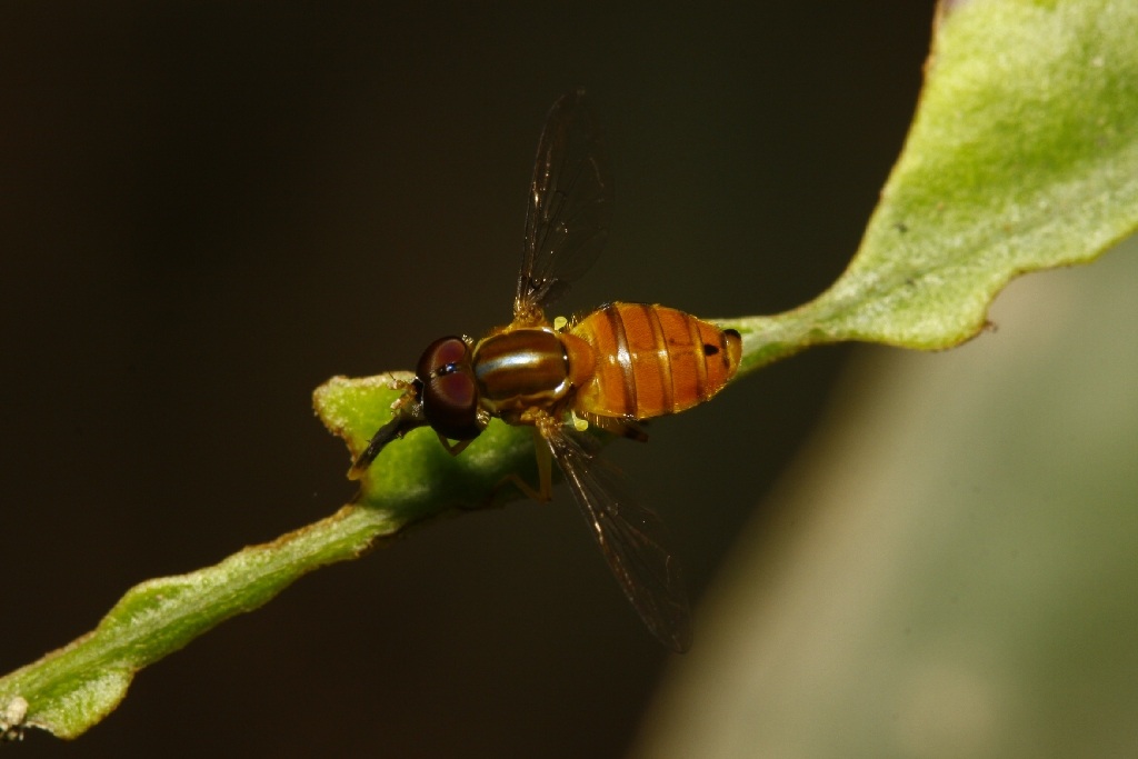 Syrphidae: Toxomerus cf. steatogaster (male) (1)