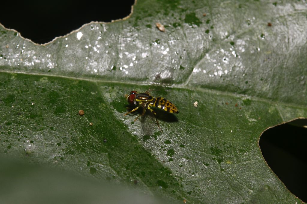 Syrphidae: Toxomerus cf. virgulatus (female) (1)