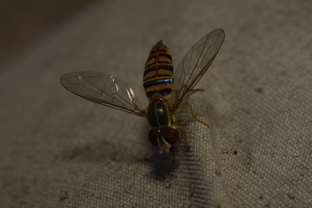 Syrphidae: Toxomerus politus (female) (1)