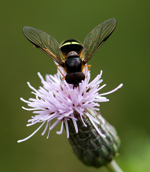 Syrphidae: Dasysyrphus tricinctus (male) (2)
