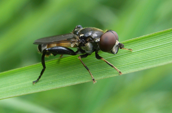 Syrphidae: Tropidia scita (male) (1)