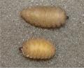 Volucella inanis (larva) (1)