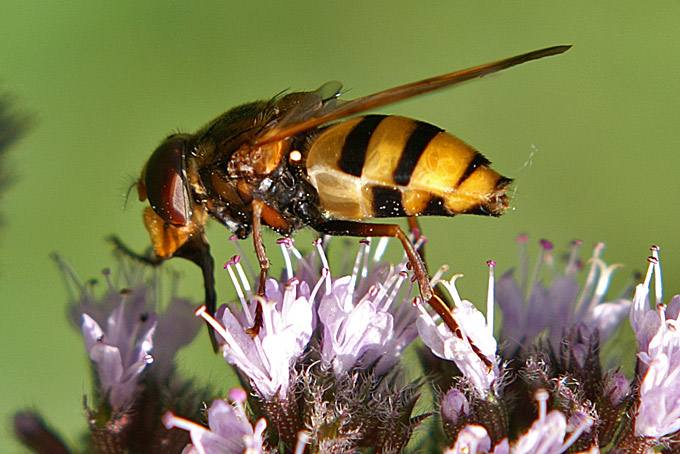 Syrphidae: Volucella inanis (female) (2)