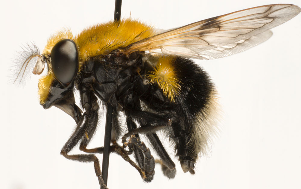 Syrphidae: Volucella bombylans (female) (7)