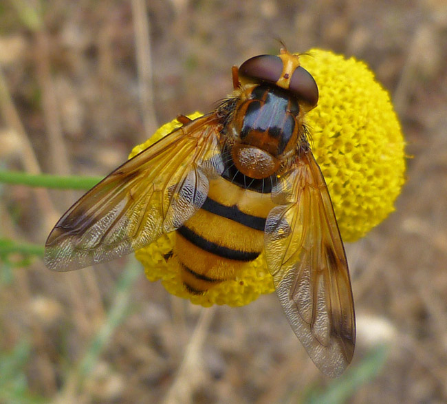 Syrphidae: Volucella inanis (female) (4)