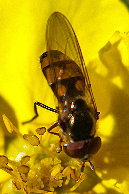 Syrphidae: Xanthandrus comtus (male) (2)