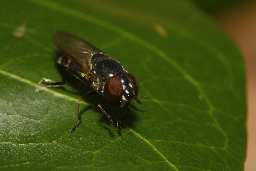 Syrphidae: Xanthandrus sp. (female) (1)