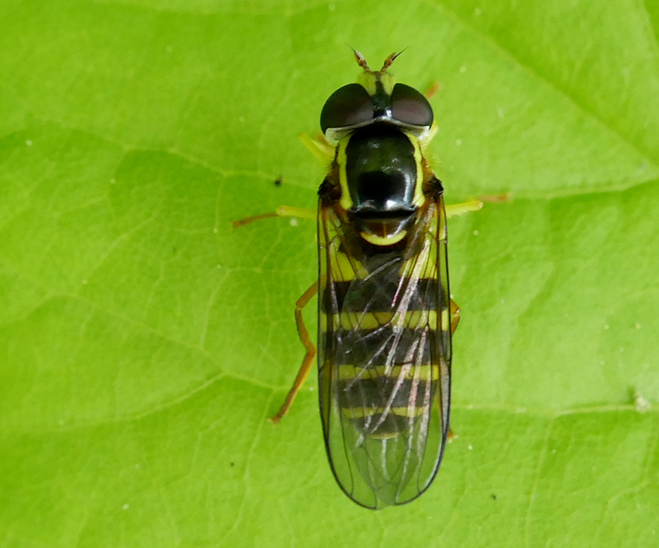 Syrphidae: Xanthogramma laetum (female) (1)