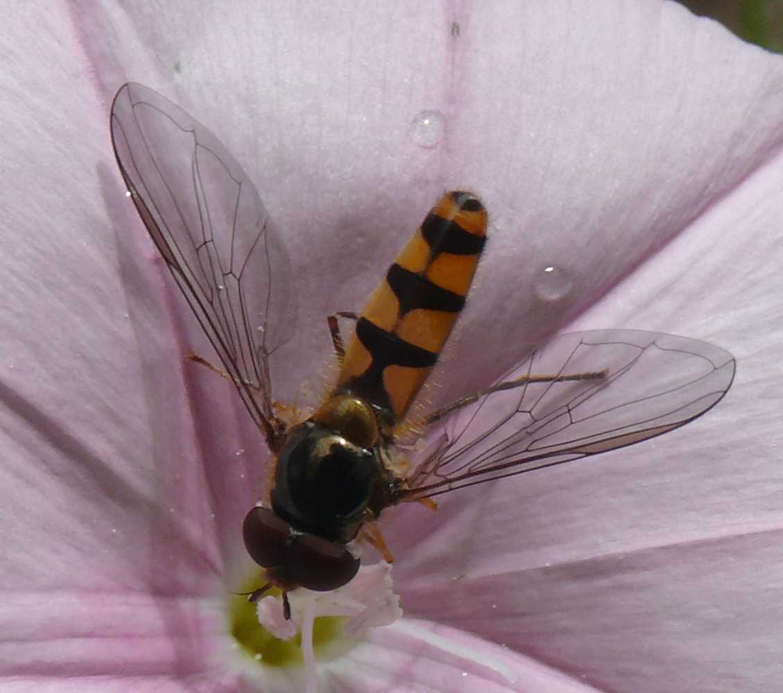 Syrphidae: Meliscaeva cinctella (male) (3)