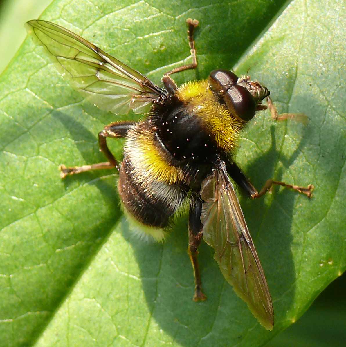 Syrphidae: Arctophila bombiformis (male) (2)