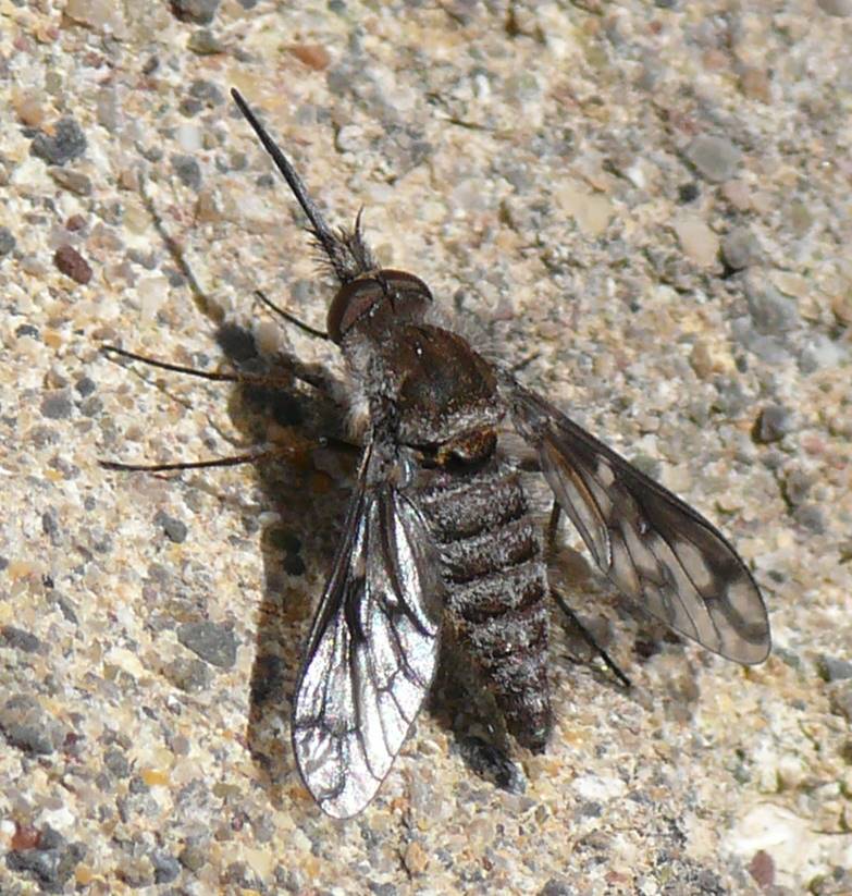 Bombyliidae: Conophorus macroglossus (1)