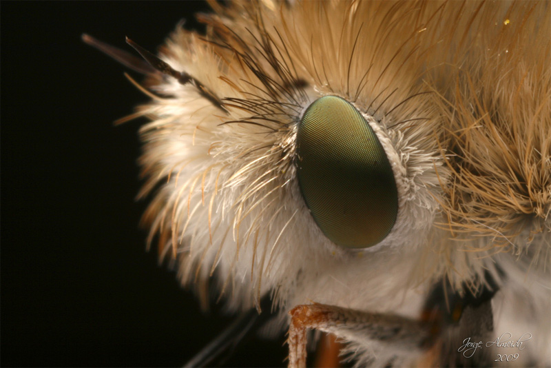 Bombyliidae: Anastoechus sp. (1)