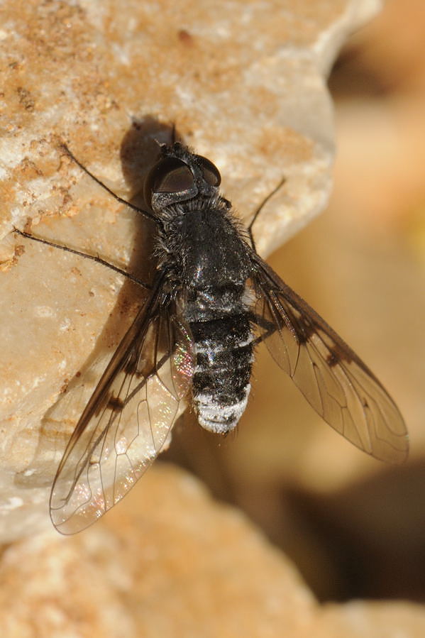 Bombyliidae: Anthrax leucogaster (1)