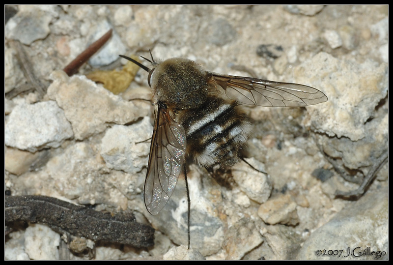 Bombyliidae: Bombylius cruciatus (female) (1)