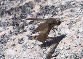 Bombyliidae: Comptosia heliophila (1)