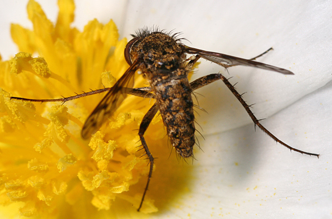 Bombyliidae: Cyllenia rustica (3)