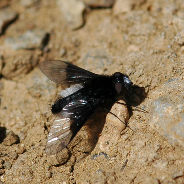 Bombyliidae: Chalcochiton cf. pallasii (1)