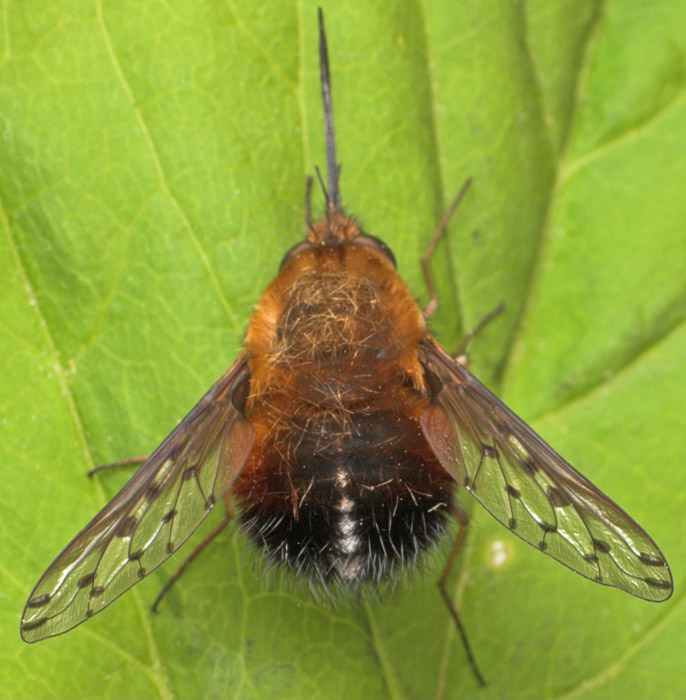 Bombyliidae: Bombylius discolor (female) (2)