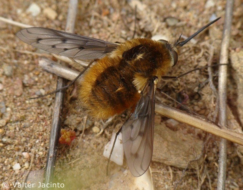 Bombyliidae: Bombylius pardalotus (1)