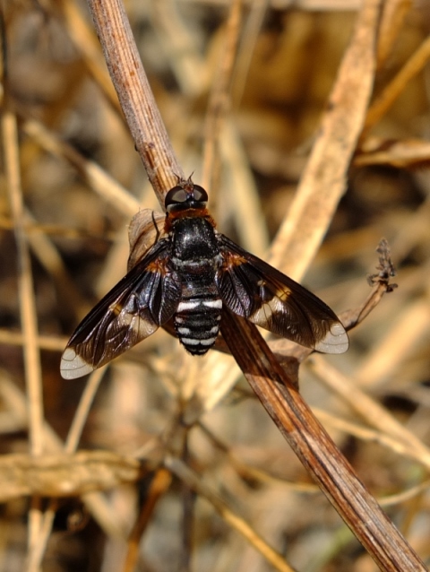 Bombyliidae: Exoprosopa pectoralis (3)