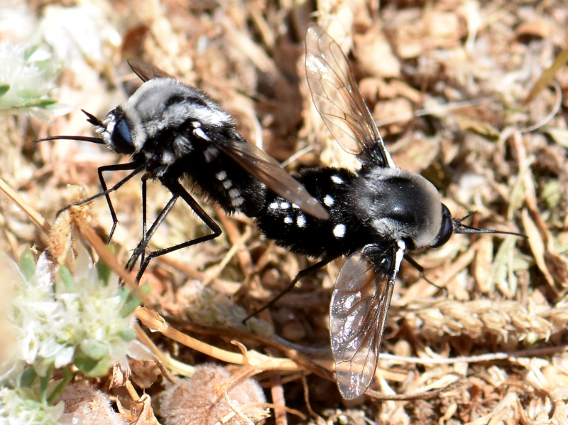 Bombyliidae: Bombomyia stictica (copula) (1)