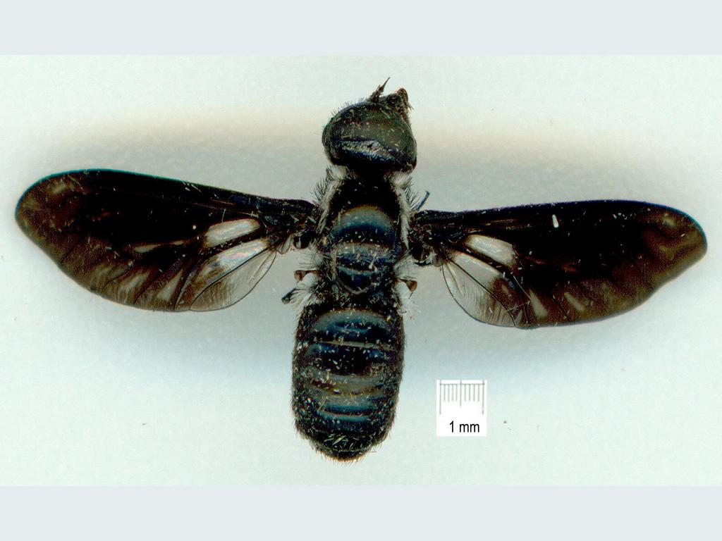 Bombyliidae: Pseudopenthes fenestrata (1)