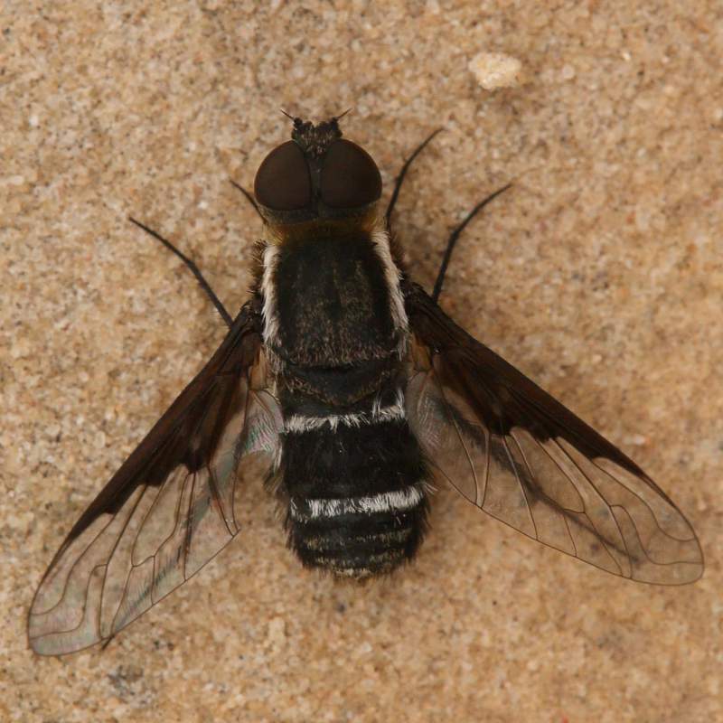Bombyliidae: Hemipenthes lepidota (1)