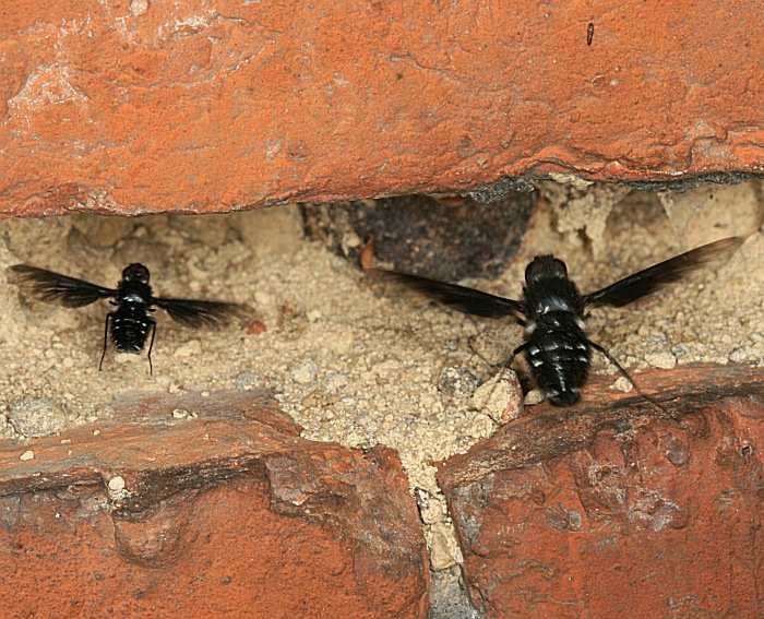 Bombyliidae: Anthrax anthrax (behaviour) (1)
