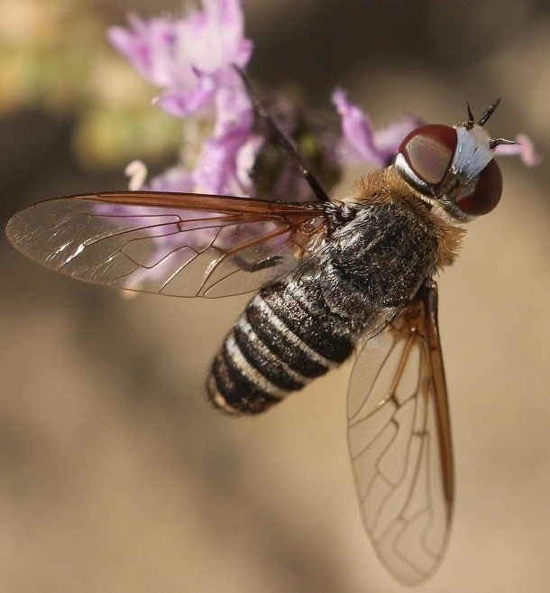 Bombyliidae: Exoprosopa dispar (male) (1)