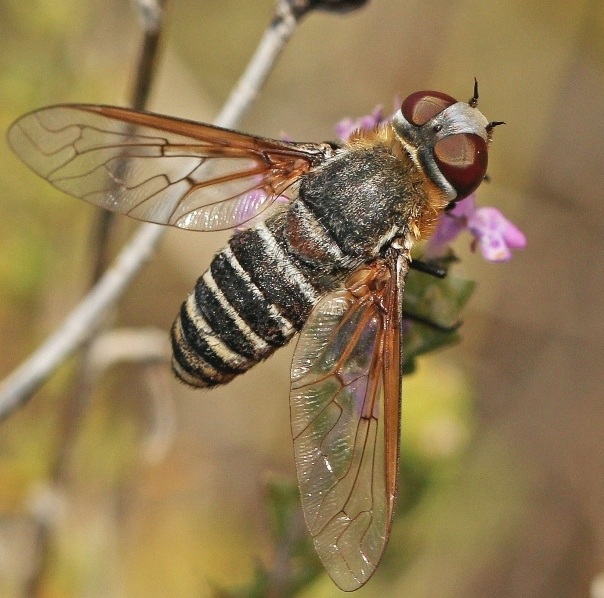 Bombyliidae: Exoprosopa dispar (male) (2)