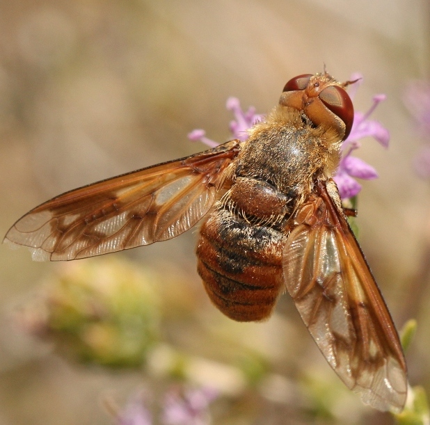 Bombyliidae: Ligyra ferrea (1)