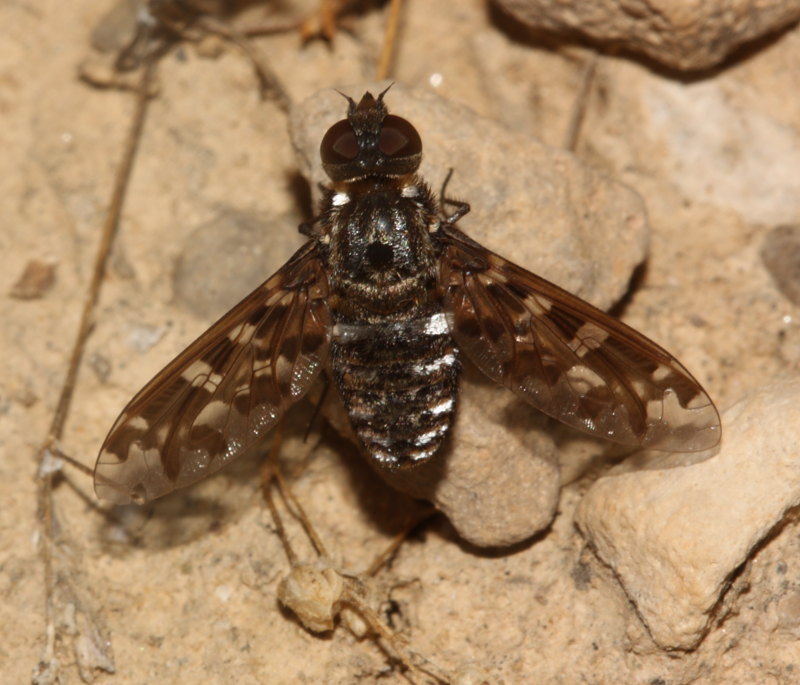 Bombyliidae: Exoprosopa italica (2)