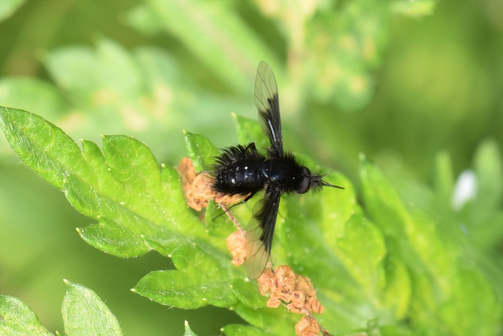 Bombyliidae: Bombylella koreanus (1)