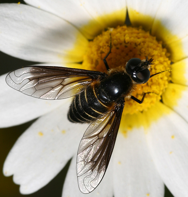 Bombyliidae: Lomatia sp. (2)